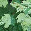 Acer pseudoplatanus Reymont