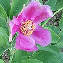 Paeonia coriacea (piwonia skórzasta)