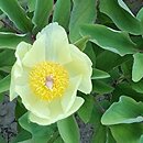 Paeonia wittmanniana (piwonia Wittmanna)