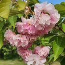 Prunus serrulata Fugenzo