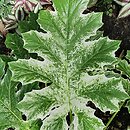 Acanthus hungaricus Whitewater