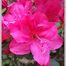 Rhododendron hort. Canzonetta