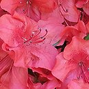 Rhododendron hort. Nordlicht