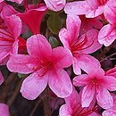 Rhododendron hort. Silvester