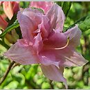 Rhododendron hort. Aida