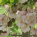 Prunus serrulata Shimidsu