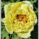 Paeonia ×suffruticosa Oukan
