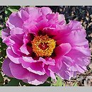 Paeonia ×suffruticosa Kamata Fuji