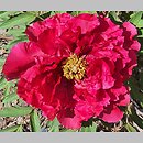 Paeonia ×suffruticosa Shimazu Beni