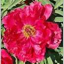 Paeonia ×suffruticosa Taiyo