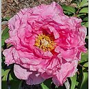 Paeonia ×suffruticosa Hanakisoi