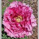 Paeonia ×suffruticosa Ofujinishiki
