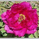 Paeonia ×suffruticosa Shimadaijin