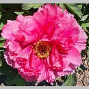 Paeonia ×suffruticosa Shunkoju