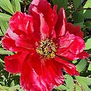 Paeonia ×suffruticosa Hoki