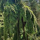 Picea abies Pendula