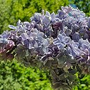 Syringa vulgaris Aucubaefolia
