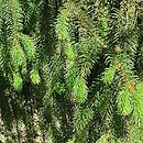 Picea abies Krasickiana