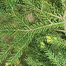 Tsuga canadensis Microphylla