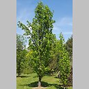 Liriodendron tulipifera Fastigiatum