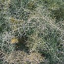 Foeniculum vulgare Purpureum