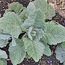 Salvia argentea (szałwia srebrzysta)