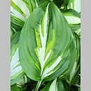 Hosta Middle Ridge