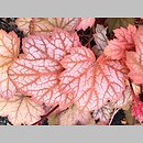 Heuchera Amber Lady
