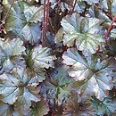 Heuchera World Caffe Espresso