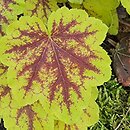 Heuchera Solar Eclipse