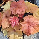 Heuchera Southern Comfort