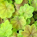 Heuchera Tiramisu