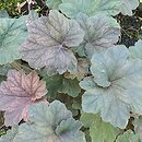 Heuchera Pinot Noir