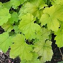 Heuchera Citronelle