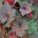 Heuchera Aksinia