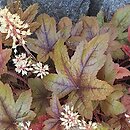 Heuchera Brass Lantern
