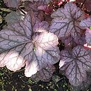 Heuchera Silver Lord