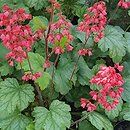 Heuchera Paris