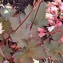 Heuchera Fireworks
