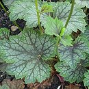 Heuchera Eco-magnifolia