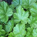 Heuchera Green Ivory