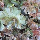 Heuchera Cappucino
