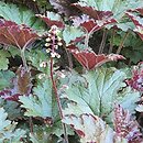 Heuchera Adriana