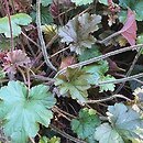 Heuchera Harry Hay