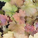 Heuchera Caramel