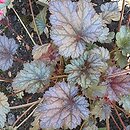 Heuchera Rave On