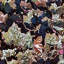 Heuchera Blackout (Black Inn)