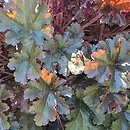 Heuchera Black Bird