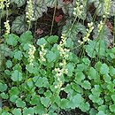 Heuchera cylindrica (żurawka walcowata)