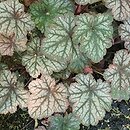 Heuchera Mars